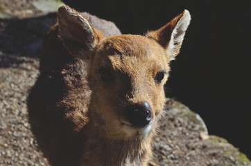 奈良公園の鹿