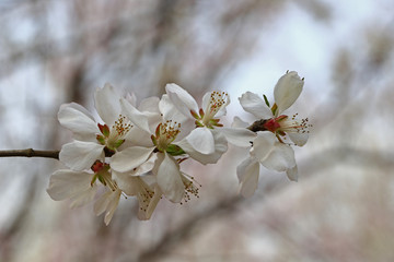 Apricot flowers blooming