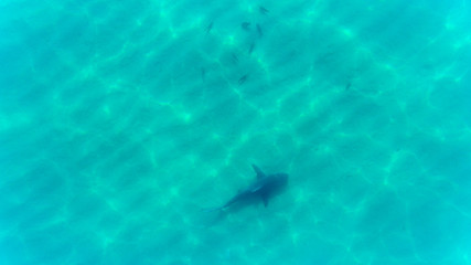 Bull shark in coast, aerial shot