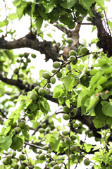 Young growing Spring Apricots