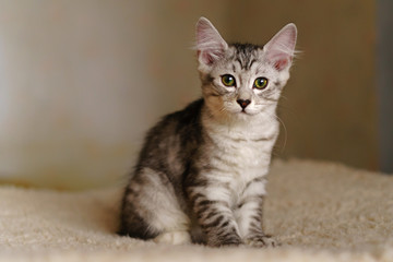 Lovely thoroughbred gray kitten. Breed Kurilian Bobtail. Hypoallergenic breed of cats