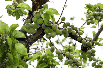 Young growing Spring Apricots