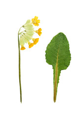 Pressed and dried maroon primrose flowers - primula polyanthus. Isolated on white