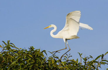  great white egret (Ardea alba) perching
