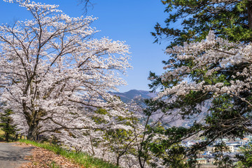 埼玉県秩父市 桜咲く羊山公園の風景