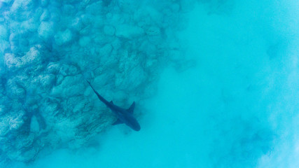 Naklejka premium Aerial shots of a bull shark, cabo pulmo national park, Mexico
