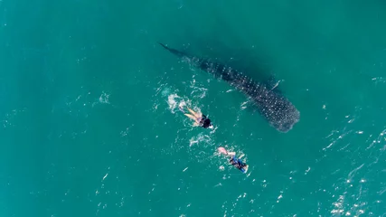 People snorkeling with a whale shark © leonardogonzalez