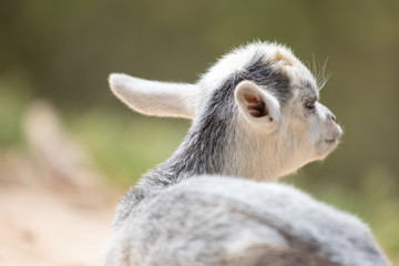 春の日を浴びる生まれたての子ヤギ