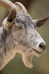 ひげの立派な山羊の顔アップ