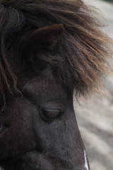 ドレッドヘアーの馬の顔アップ、縮れ毛の前髪
