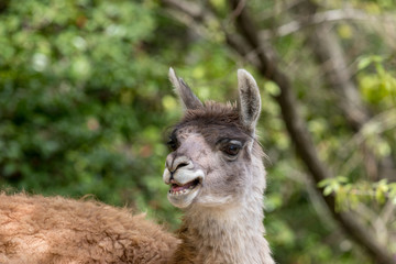 こぶの無いらくだ－若いラマの春