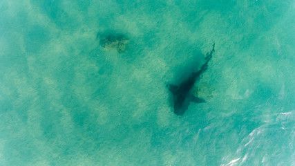 Fototapeta premium Aerial shots of a bull shark, cabo pulmo national park, Mexico