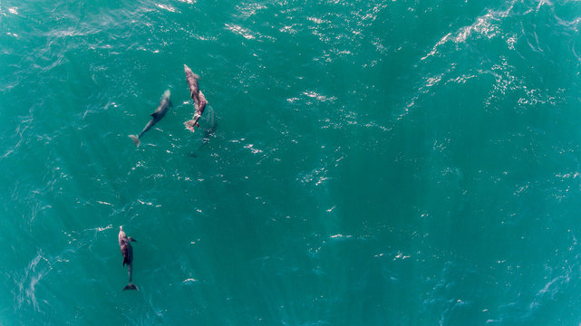 dophins, aerial view