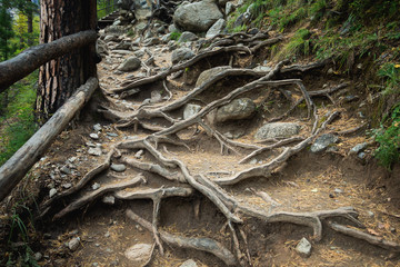 the roots of a tree on the earth's surface