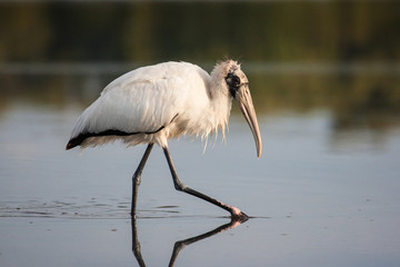 Wood stork strolling through the shallow lagoon in the morning sun