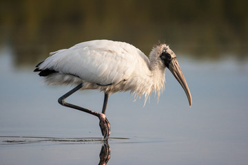 Wood stork strolling through the shallow lagoon in the morning sun