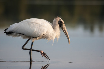 Wood stork strolling through the shallow lagoon in the morning sun