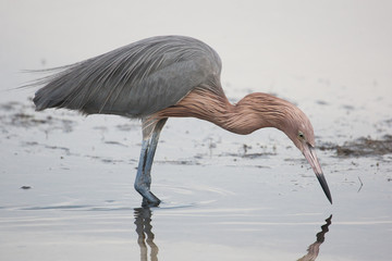 Reddish egret on a cloudy day wading in the lagoon searching for a meal