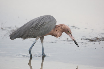 Reddish egret on a cloudy day wading in the lagoon searching for a meal