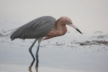 Reddish egret on a cloudy day wading in the lagoon searching for a meal