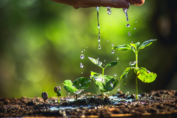 Growing Coffee Beans Watering and rain sapling Natural light and background