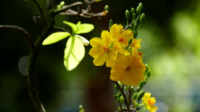 Apricot blossom (Ochna Integerrima), Yellow apricot flowers bloom in the New Year's Day traditional Tet in Vietnam
