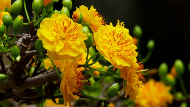 Apricot blossom (Ochna Integerrima), Yellow apricot flowers bloom in the New Year's Day traditional Tet in Vietnam
