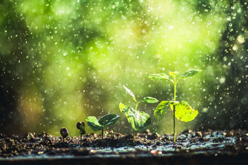 Growing Coffee Beans Watering and rain sapling Natural light and background