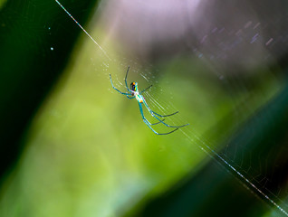 Bright Green Spider