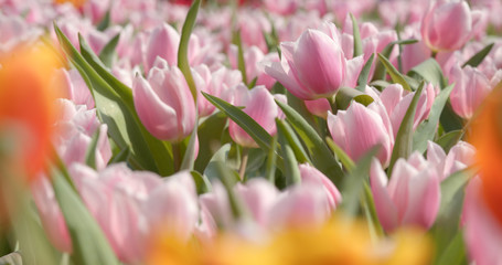 Obraz premium Tulip flower farm