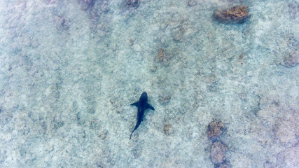Fototapeta premium Aerial shots of a bull shark, cabo pulmo national park, Mexico