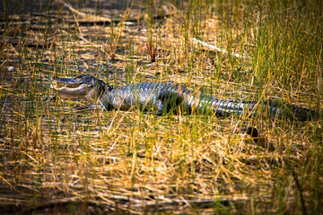 Smiling Alligator in The Dry Grass