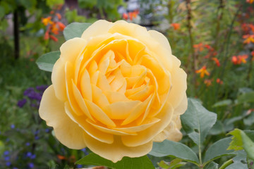 Yellow rose close up
