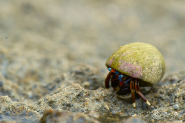 Hermit crab