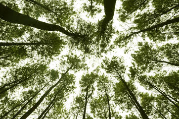 Fototapeta premium Pine forest