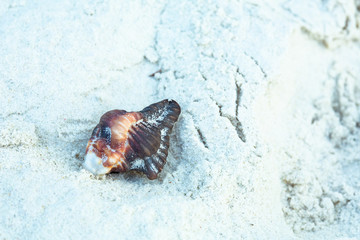 A hermit crab is hiding inside the shell, when there is threat in the vicinity. Herit crabs inhabit in unoccupied gastropod shells, that need to be changed to larger sizes when they grow.