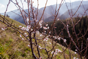 branches of a flowering tree in the mountains