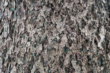 Tree bark texture close up