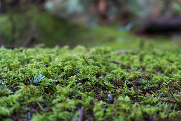 Close up of wet moss on forest ground in rainy lush green winter