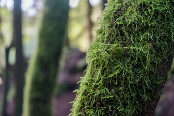 Close up of wet moss growing on tree in rainy lush green forest