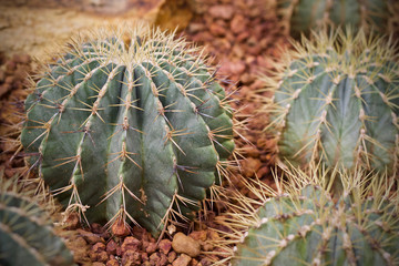 Naklejka na ściany i meble Cactus leaf plant green nature 