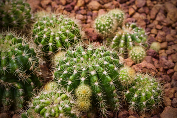 Fototapeta premium Cactus leaf plant green nature 
