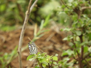 rice paper butterfly