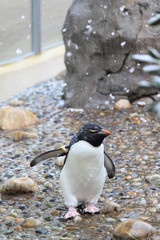 Naklejka premium 新潟市水族館 マリンピア日本海のミナミイワトビペンギンさん