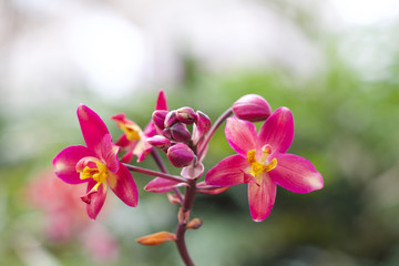 Fototapeta na wymiar Orchid flower nature 