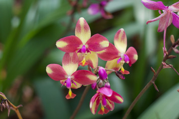 Fototapeta na wymiar Orchid plant flower nature 