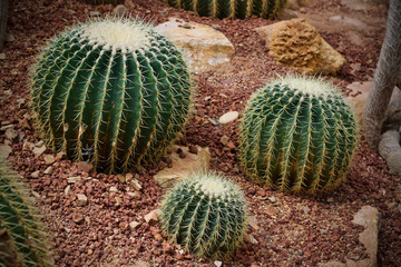 Cactus leaf green nature 