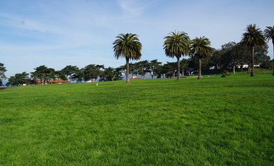 Palm trees in a park. San fransisco.