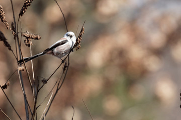 Long-tailed tit sitting on the branch.  Kiev. Ukraine, 2018.