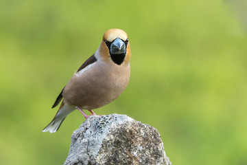 Coccothraustes coccothraustes hawfinch